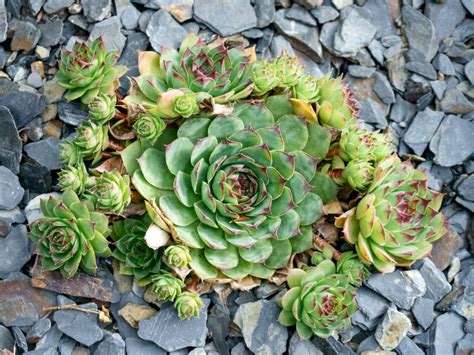 Hens And Chicks Plants How To Grow Hens And Chicks Gardening Know How