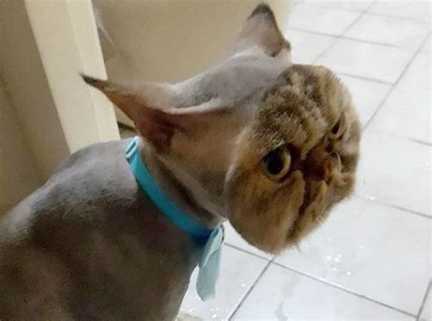 Funny Pet Haircuts 14 Pics