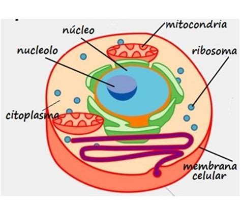 La siguiente imagen corresponde a b Una célula eucariota porque tiene núcleo definido y