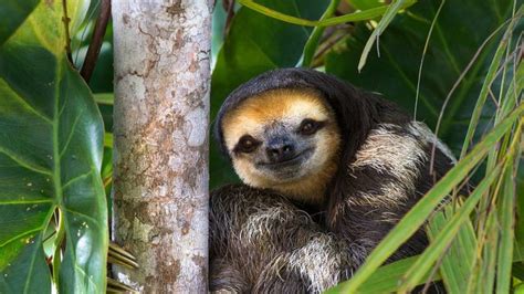 Daily Bing Wallpaper 每日bing壁纸 2019 10 21 — Steemit Animals Sloth