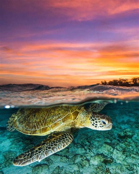 Sunset 🌅 Sea 🌊 Turtle 🐢 Swim Follow Seanscottphotography For More