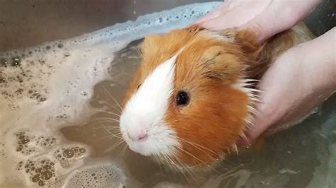 How To Give Guinea Pigs A Bath All You Need To Know Guinea Pig Tube
