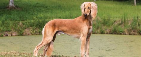 Saluki Dog Breed What You Should Know About These Amazing Dogs