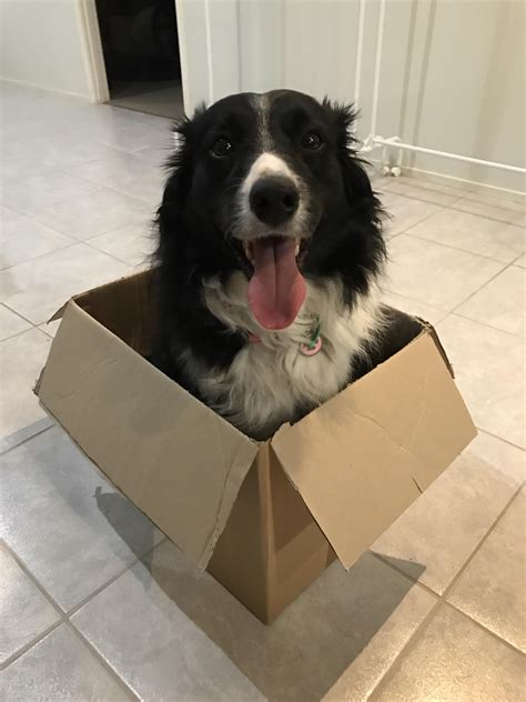 Dog In A Box Raww