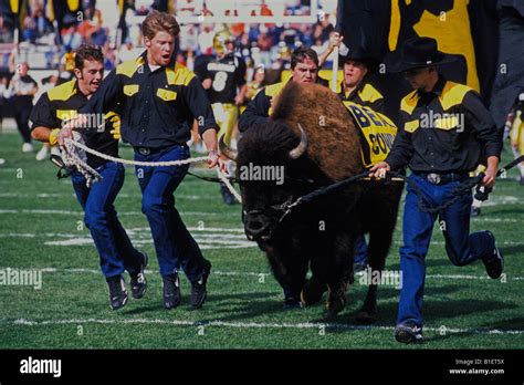 Ralphie University Of Colorado Mascot Takes The Field Folsom Field
