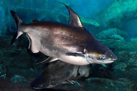 Top 11 Freshwater Aquarium Sharks For Different Tank Sizes Aquarium