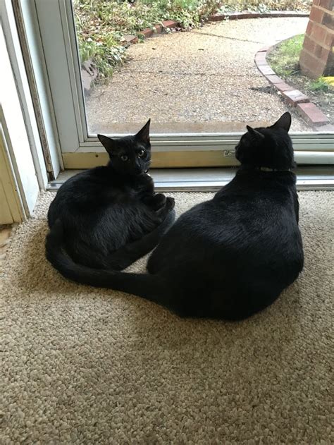 Two Black Cats Sitting On The Floor Looking Out A Window