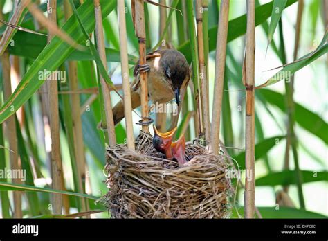 Great Reed Warbler Chick Fledgling Drosselrohrsänger Nest Im Schilf