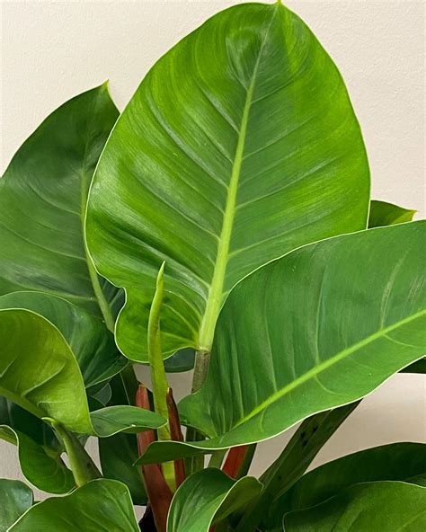 Philodendron ‘imperial Green Plantvine