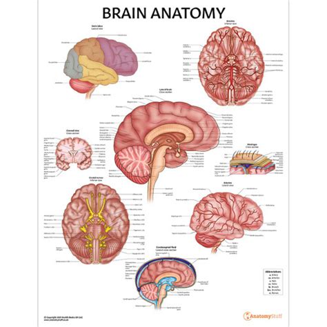 Labeled Brain Anatomy Diagram