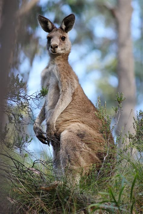 Fileeastern Grey Kangaroo Dec07 02 Wikipedia