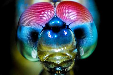 8 Things You Never Knew About Dragonflies