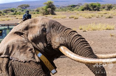ビッグティム死ぬアフリカでも数少ない巨大な牙のゾウ ケニア 写真2枚 国際ニュースAFPBB News