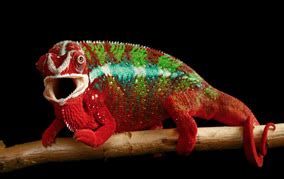 For many owners, this is fortunate. Frequently Asked Questions About Panther Chameleon Care