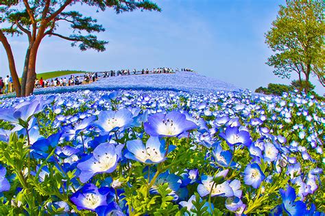 Hitachi Seaside Park Taman Bunga Empat Musim Terindah Di Jepang