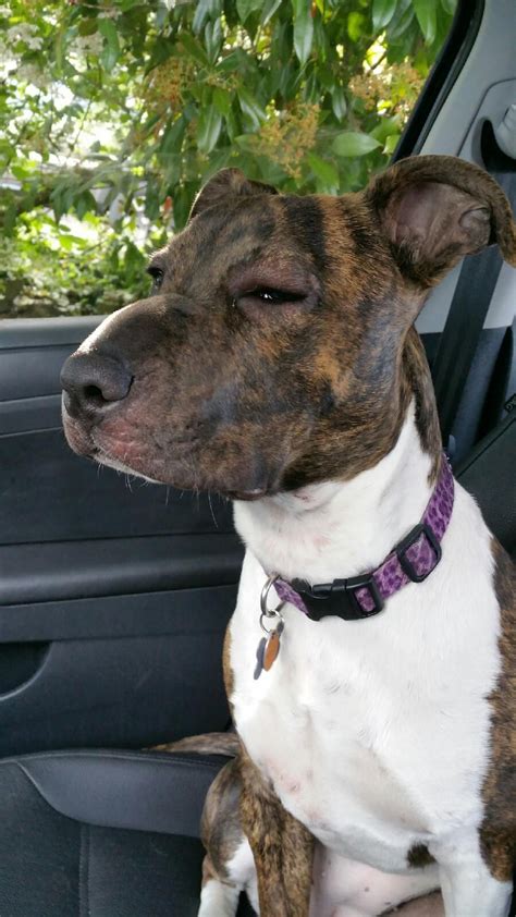 23 Dogs That Learned About Bees The Hard Way Bee Dog