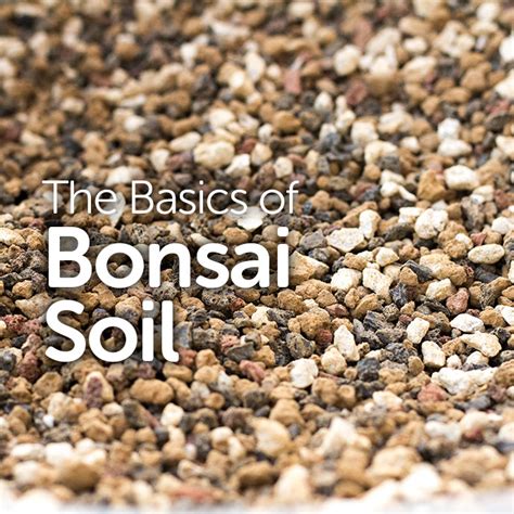 The Basics Of Bonsai Soil Basic Bonsai