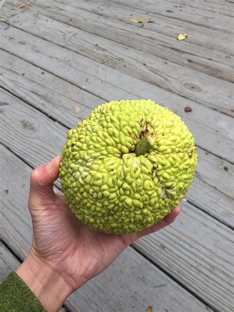 Giant Green Ball Tree Fruit Pa Rforaging