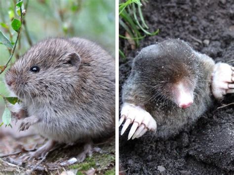 Voles Vs Moles How Are They Different