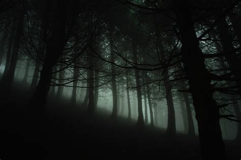 Silhouette Of Forest Hd Wallpaper Wallpaper Flare