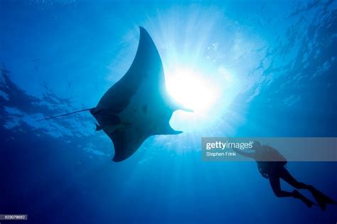 Pacific Manta And Scuba Diver High Res Stock Photo Getty Images