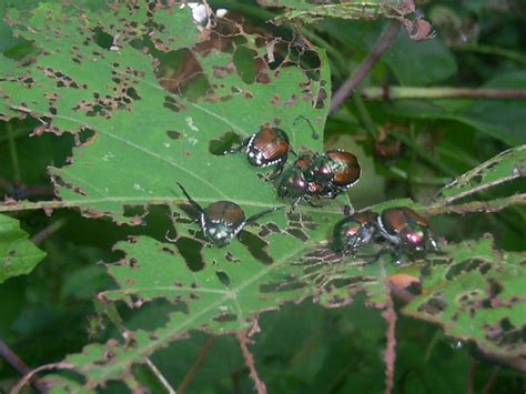 Japanese Beetle Most Wanted Pests Threatening Your Lawn Part 3