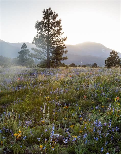 The Scenic Beauty Of The Colorado Rocky Mountains Wildflowers Stock