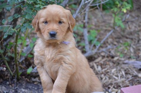 √√ Golden Retriever Puppies For Sale 200 North Dakota Usa Buy Puppy