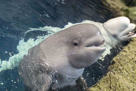 Introducing Annik The Baby Beluga At Shedd Aquarium That Was Named