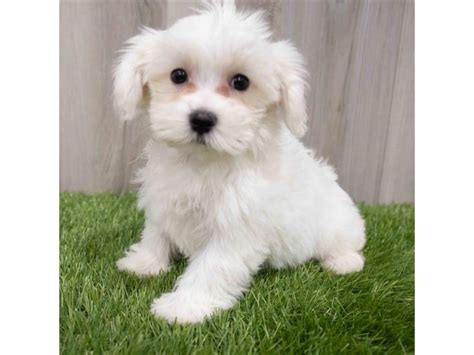 Maltese Puppy White Id2894 Located At Petland Florence Kentucky