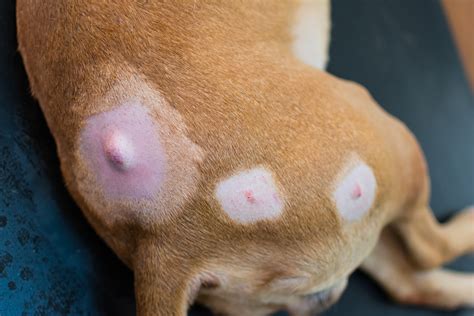 Lumps And Bumps—a Guideline For Pet Owners Boca Midtowne Animal Hospital