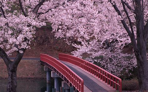 Wallpaper Trees Bridge Cherry Blossom Resolution2560x1600 Wallpx