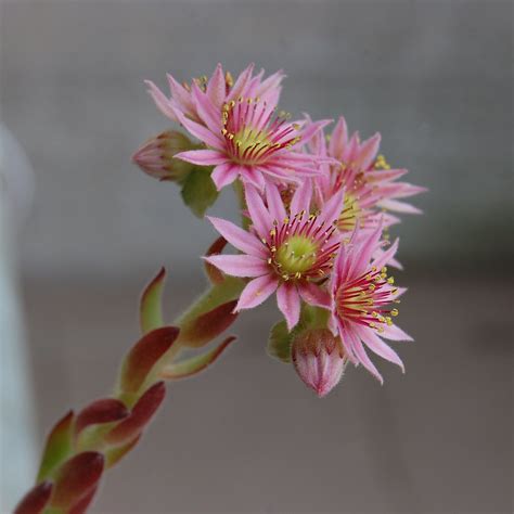 The Flower Of Sempervivum Tectorum Or Common Houseleek Istvan Flickr