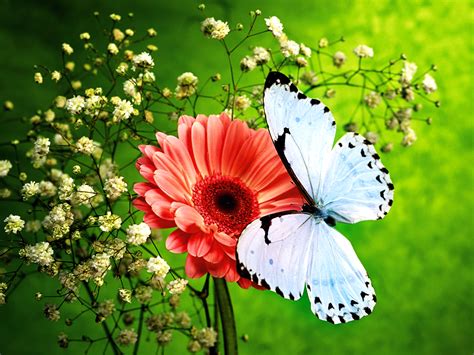 68 Butterfly And Flower Wallpaper