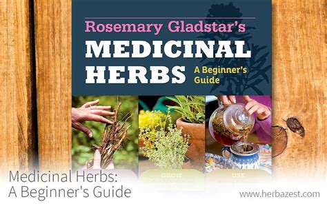 Medicinal Herbs A Beginners Guide Herbazest