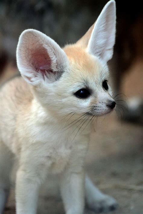 181 Best Fennec Fox Images On Pinterest Foxes Wild Animals And