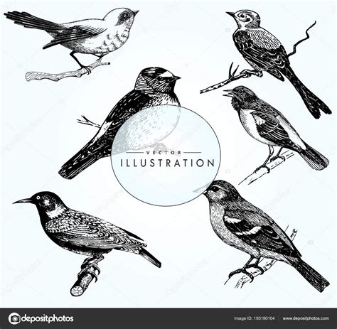 Great Set Realistic Bird Sketches Vector Bird Close Beautiful Birds
