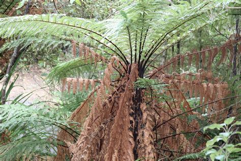 Quick Guide To 4 Of New Zealands 10 Tree Ferns New Zealand Nature Guy