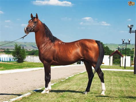 The arabian or arab horse is a breed of horse that originated on the arabian peninsula. Arabian Horse Breed Information, Buying Advice, Photos and ...