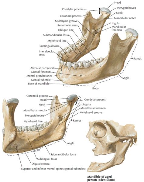 What Part Of The Jaw Is This Mandibular Fracture In 2018 Raskdentists