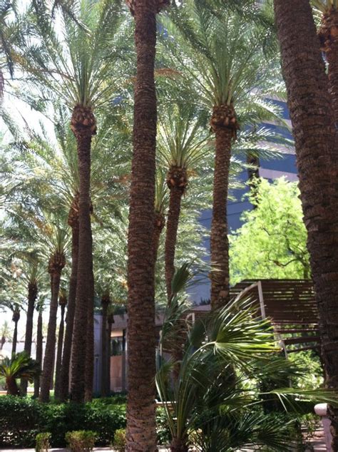 Patricias Walk At Lunch Beautiful Palm Trees Phoenix Arizona