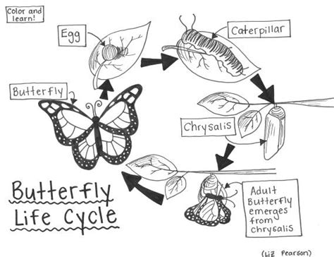 Butterfly Life Cycle Coloring Pages Printable