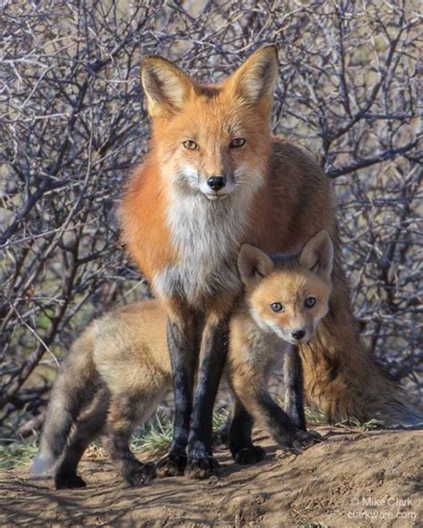 Red Fox Taken In Colorado Mike Clark Photography Animals Beautiful