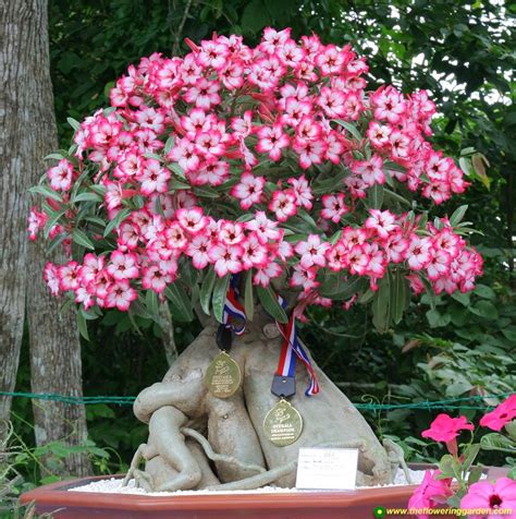 Plants native to the desert require full sun, but some can tolerate light shade for part of the day. Adenium Bonsai Obesum Desert Rose