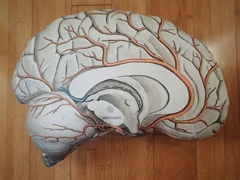 This Anatomically Correct Brain Pillow Has A Scientifically Accurate