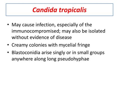 Ppt Candida And Crytococcus Powerpoint Presentation Free Download Id