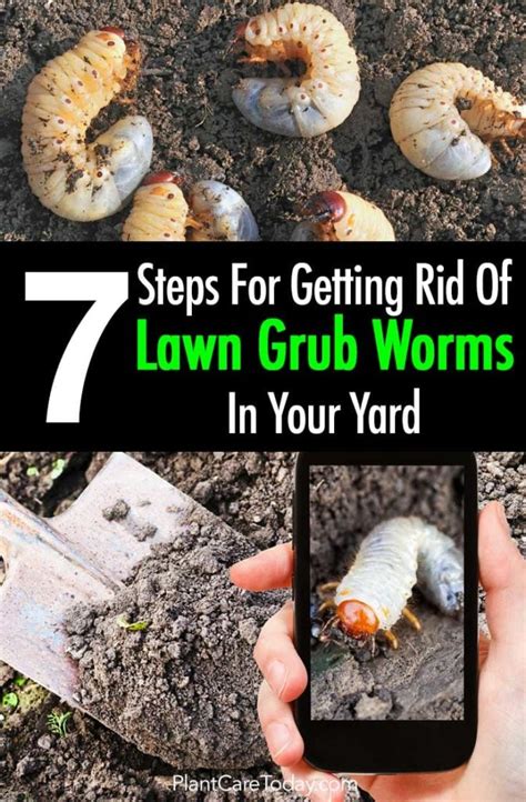 Lawn Grub Worm Control 10 Ways To Get Rid Of Grub Worms