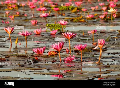 Blossoming Lotus Flowers Nelumbo Nucifera On Red Lotus Lake Chiang