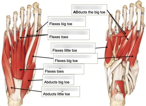 Dorsal Foot Diagram Quizlet