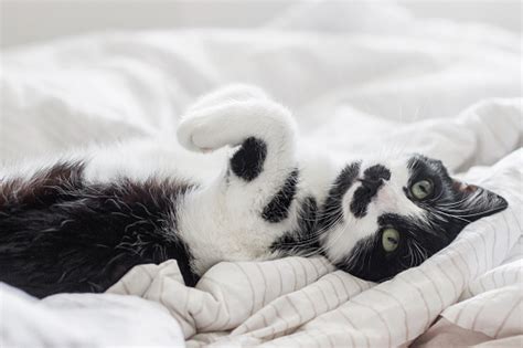 아침 빛 쾌락 순간에 세련된 시트에 침대에 누워 재미있는 감정과 사랑스러운 고양이 현대적인 방에서 아늑한 소유자의 침대에서